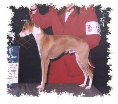 Winsome Rainwish Facsimile