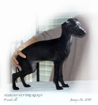 Nubiad Neytiri Reign