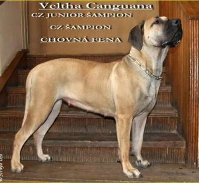 VELTHA CANGUANA