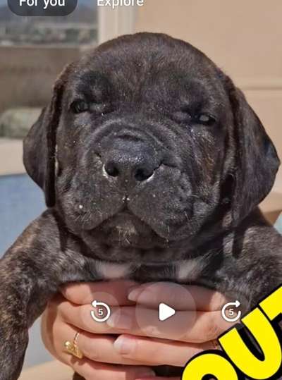 ENZO NILE GAURD KENNEL