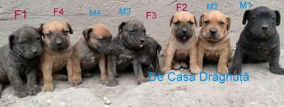 BENJI DE CASA DRAGNUTA