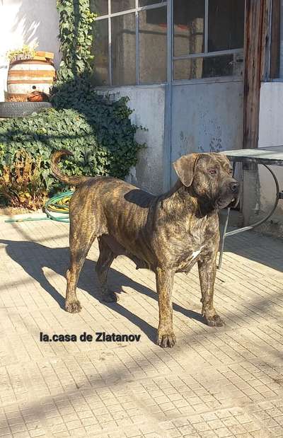 VARGA'S EL GUARDIAN FIEL EIBAR