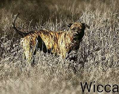 WICCA DE DEEP SOUTH CANARIOS