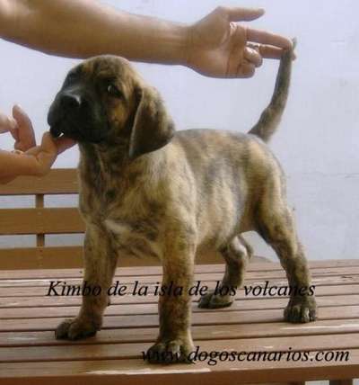 KIMBO DE LA ISLA DE LOS VOLCANES
