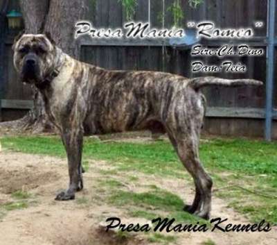 ROMEO DE PRESA MANIA