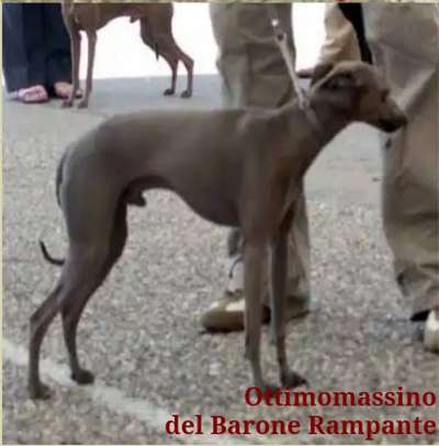 Ottimomassimo Del Barone Rampante