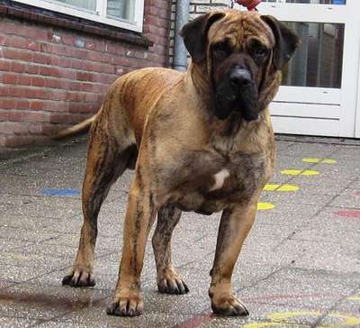 URKAN DE BARNACAN BULL (TYSON)