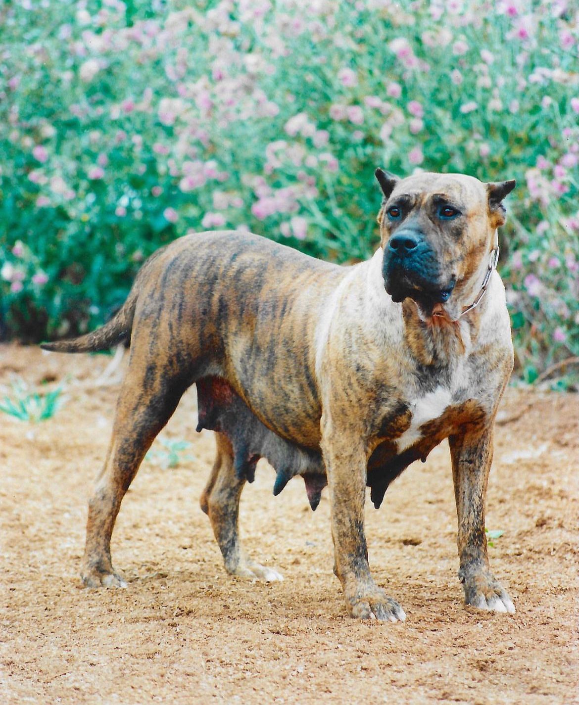 Presa Canario de Irema