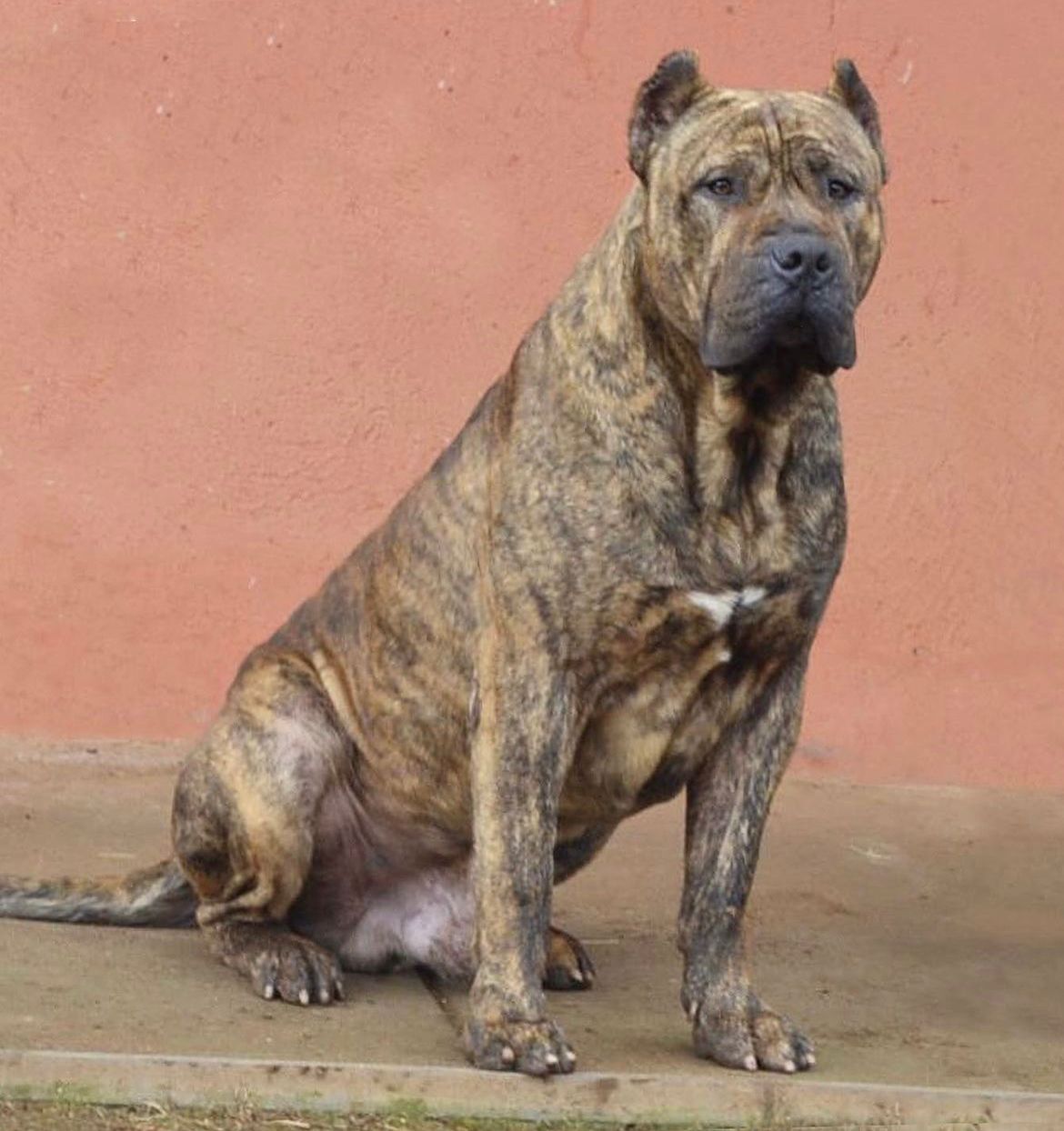 Presa Canario de Irema