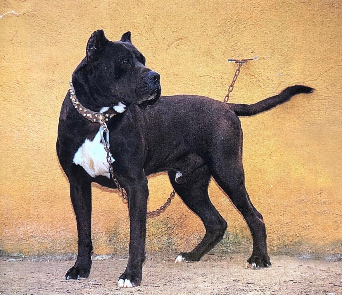 Presa Canario de Irema