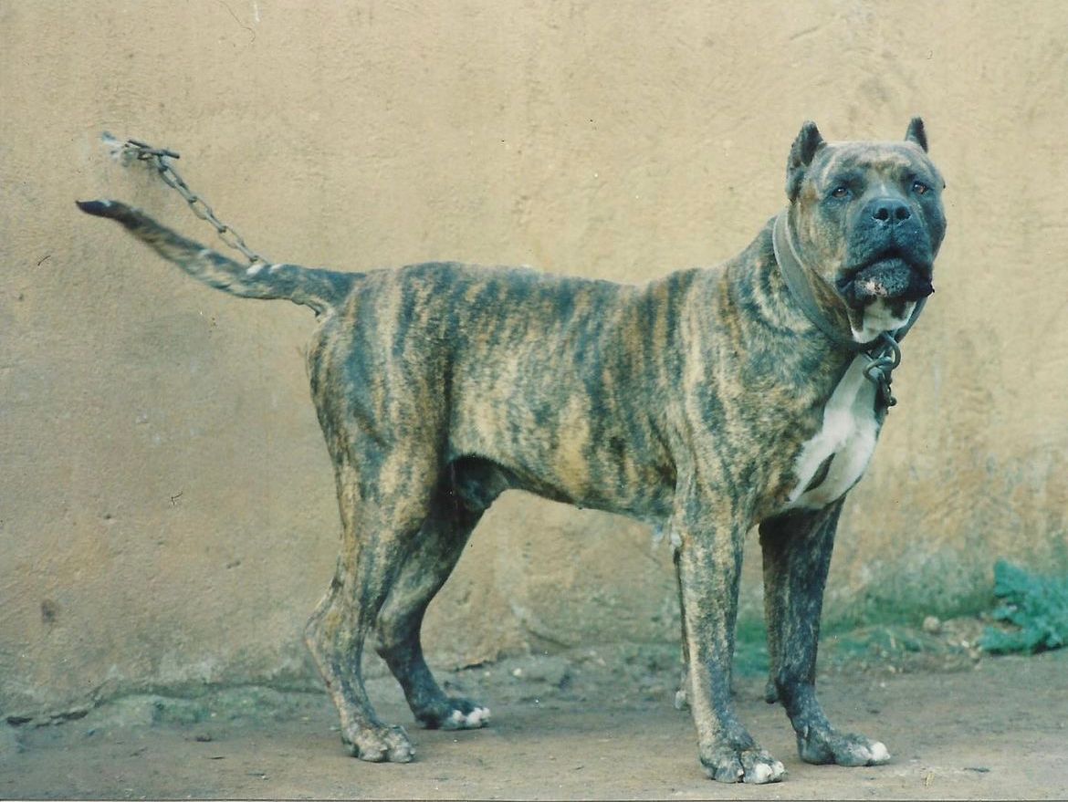 Presa Canario de Irema