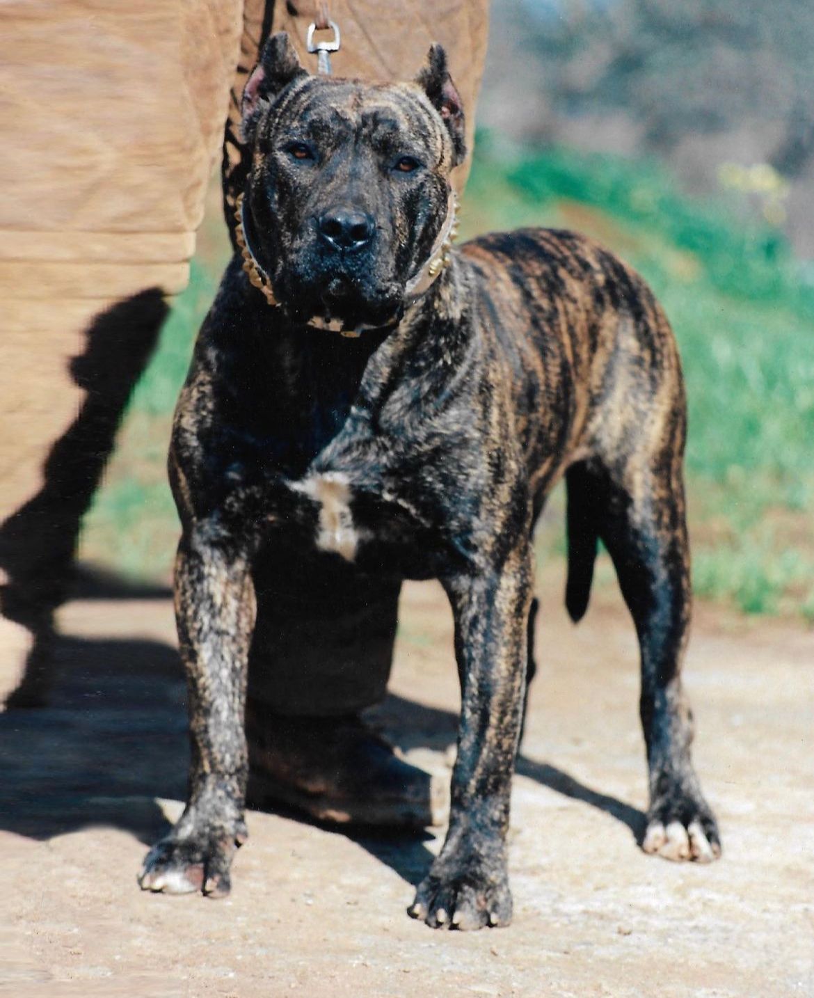 Presa Canario de Irema