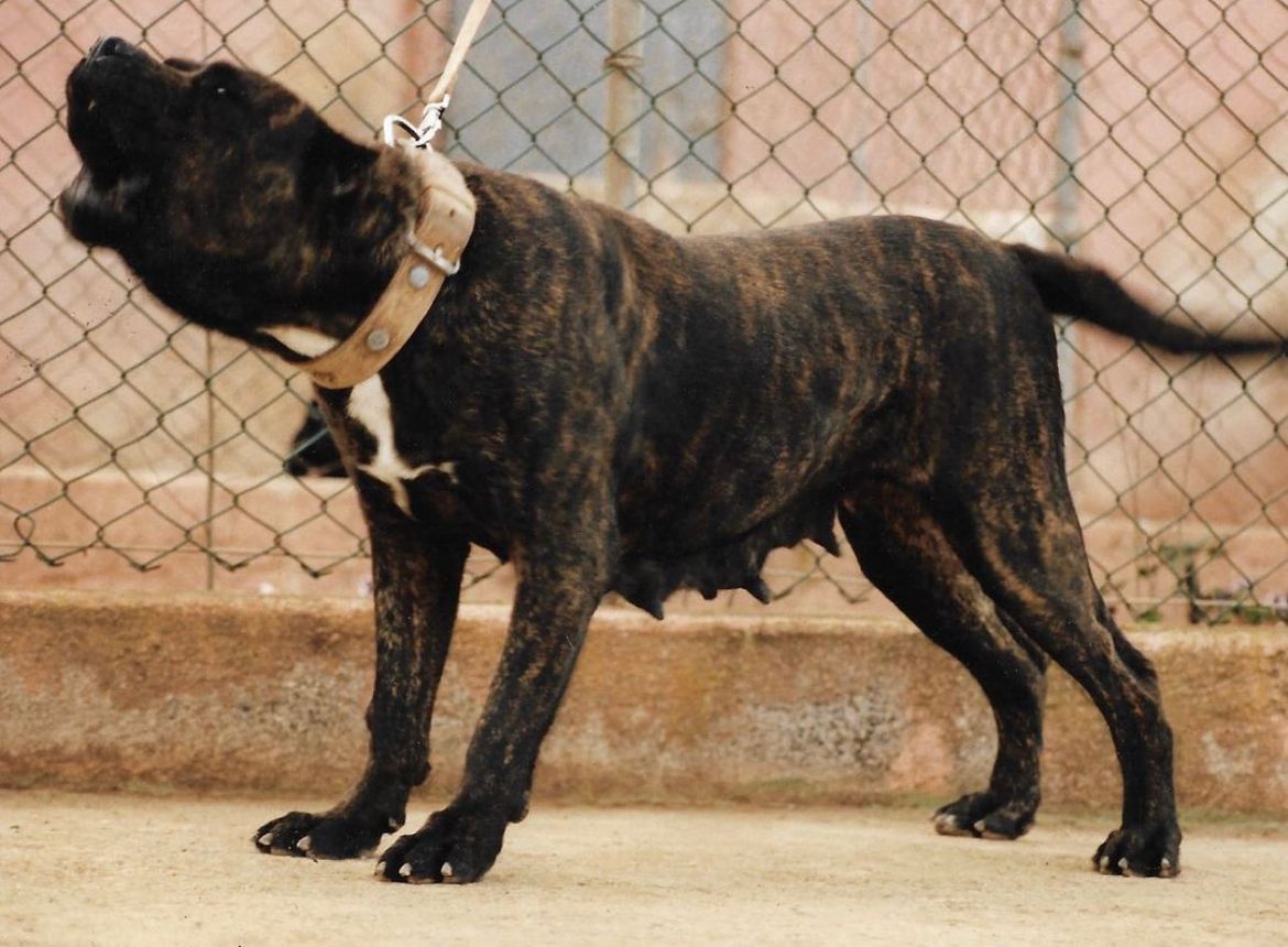 Presa Canario de Irema
