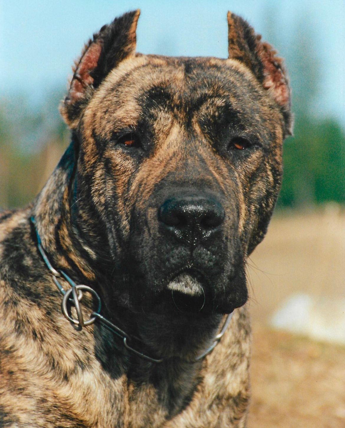 Presa Canario de Irema