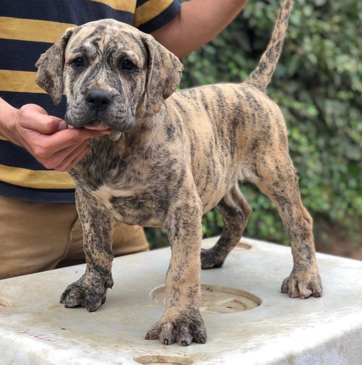 Presa Canario de Irema