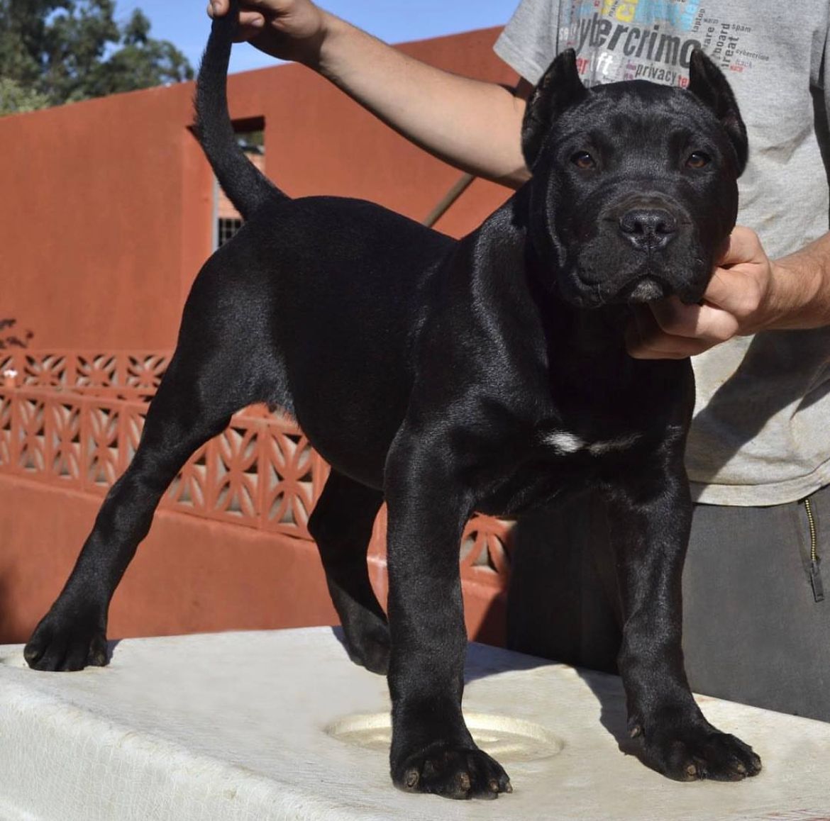 Presa Canario de Irema